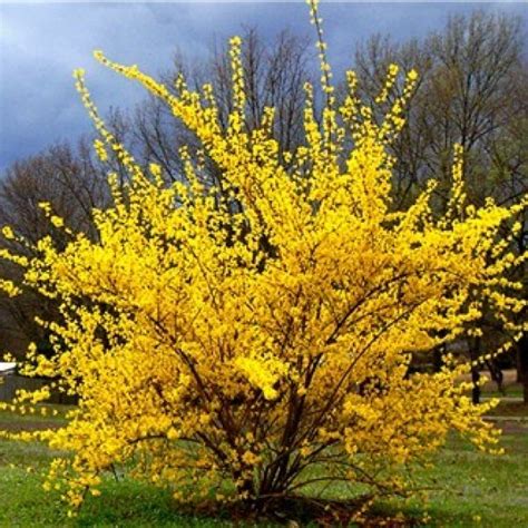 70以上 forsythia suspensa leaves 147751