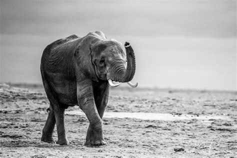 Trumpeting | Kenya, Africa | Photos by Jess Lee