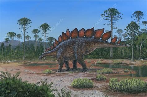 Stegosaurus stenops dinosaur, illustration - Stock Image - C052/1920 - Science Photo Library