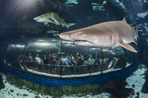 L' Aquàrium de Barcelona (Barcelona) | femturisme.cat