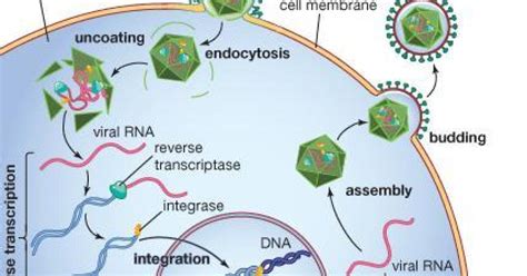 Virus fighter may have played a key role in human evolution | CALS