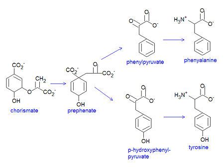 Chorismate - encyclopedia article - Citizendium