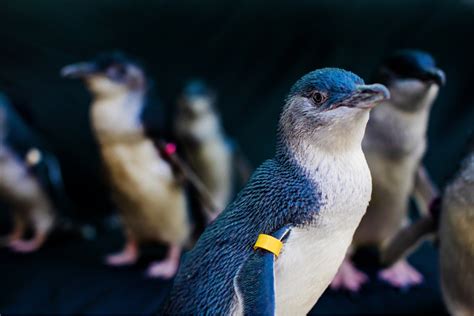 Birch Aquarium in La Jolla Opens Exhibit of World's Smallest 'Little Blue' Penguins - Times of ...