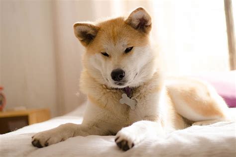 How to train an Akita? – The Dogs Breeds