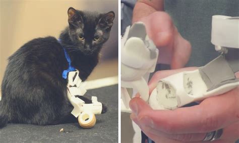 3D Printed Prosthetics: 8 Incredible Animal Prostheses