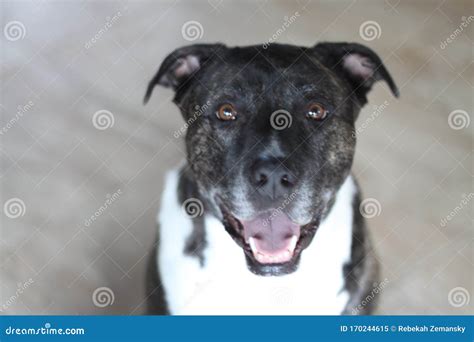 Dog amstaff mix 6320 stock image. Image of adorable - 170244615