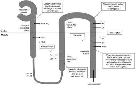 Furosemide Mechanism Of Action