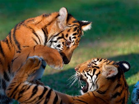 A look inside the Al Buqaish Private Zoo in Sharjah | News-photos – Gulf News