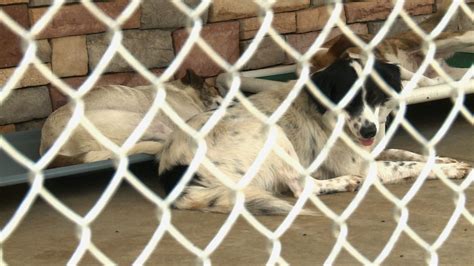 Overcrowding at Pike Animal Shelter - Alabama News