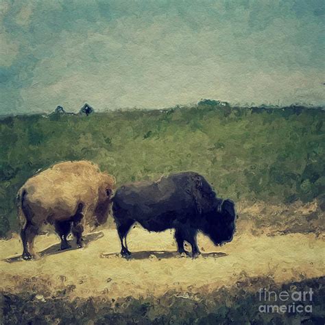 White and Black buffalo Digital Art by Amy Cicconi