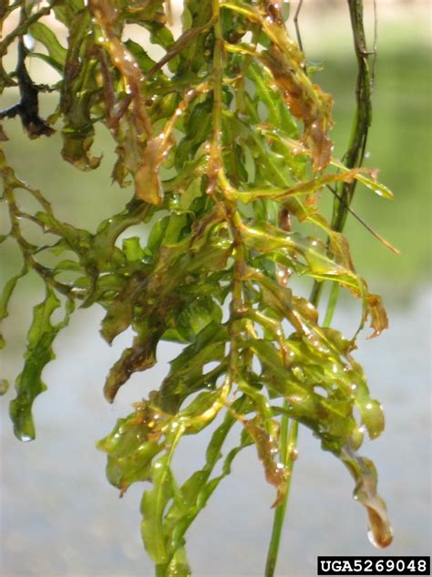 CURLY-LEAF PONDWEED | Invasive Species Program | Nebraska