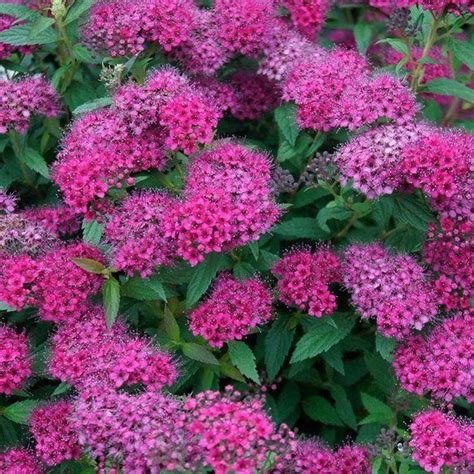 Spirea Shrub- Pink (With images) | Spirea shrub, Flowering shrubs, Spirea