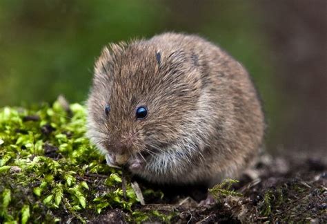 The Autumnhouse | Animals, Animals wild, Water vole