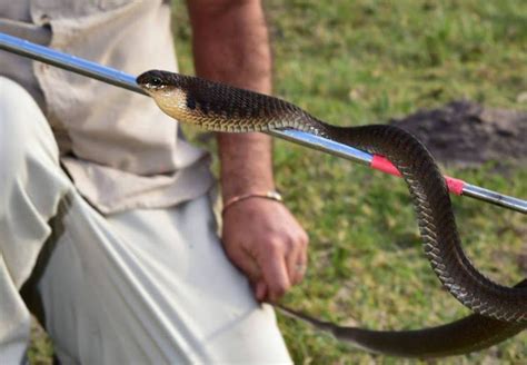 Snake catcher's agonising boomslang bite ordeal