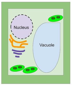 Cell Vesicle Diagram