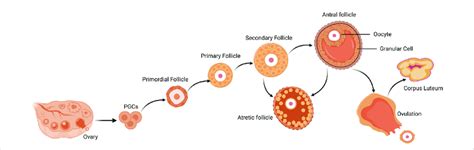 Follicle development and atresia, ovulation of the mammalian ovary.... | Download Scientific Diagram