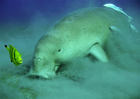 Giants of the Ice Age: Genome of Steller’s Sea Cow Decoded