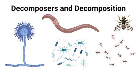 Decomposers- Definition, Types, Examples, Decomposition