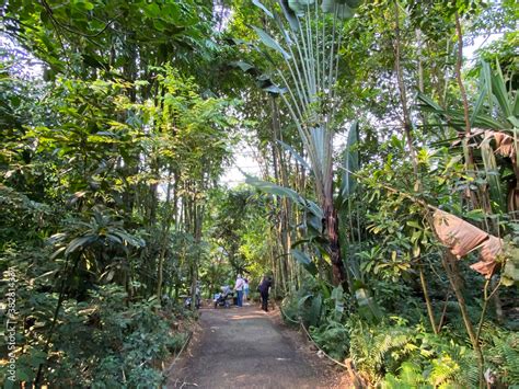 Masoala Rainforest - Der Masoala Regenwald - La Forêt Pluviale de Masoala - La Foresta pluviale ...