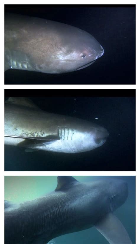 Huge Megamouth shark - These were not officially discovered until 1976. | Ocean creatures, Sea ...