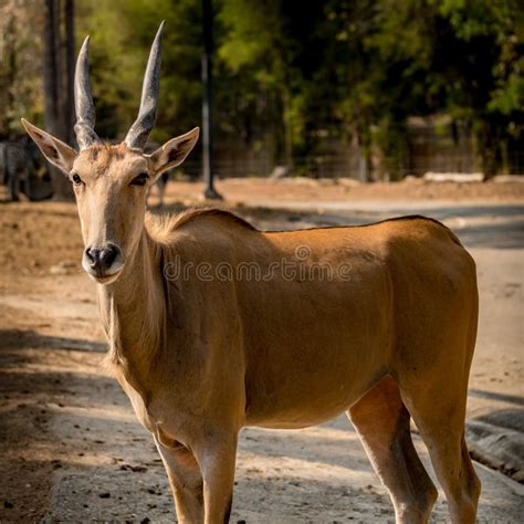 Eland Antelope In Natural Habitat Stock Photo - Image of safari, african: 65483244