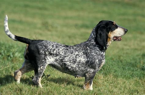 BASSET BLEU DE GASCOGNE stock image. Image of hound - 172938181