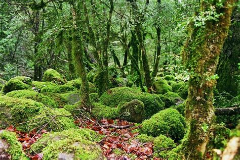 Green forest | Sole Perez | Flickr