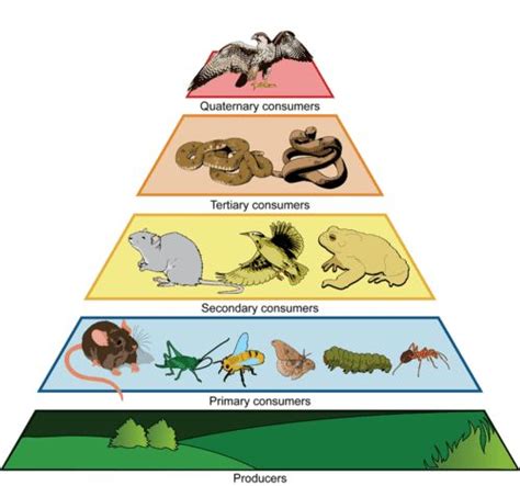 An example of an ecological pyramid | Trophic level, Life science, Science