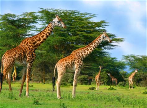 Kenya Facts | Safari Highlights, Wildlife, & Kenya Reviews