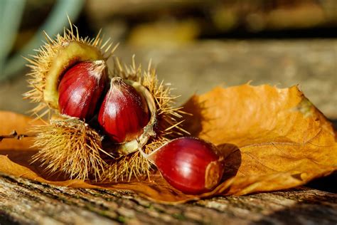 Autunno = castagne, portiamo i bambini nei boschi del Ticino - Mini Me Explorer