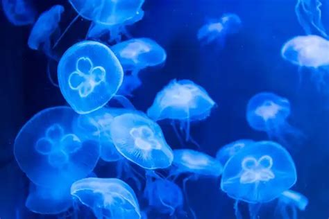 Moon Jellyfish - Facts, Size, Diet, Pictures - All Animal Facts