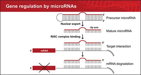 How to Integrate microRNA-Seq and Gene Expression Data – Partek Inc