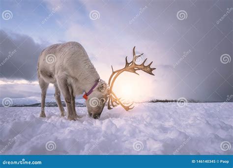 Reindeer with a Massive Antlers Stock Image - Image of caribou, digging ...