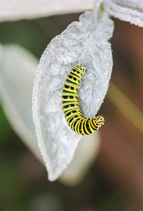 The Caterpillar of the Papilio Machaon Butterfly Sitting on Green Leaf Stock Photo - Image of ...