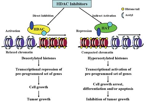 [PDF] The molecular mechanism of HDAC inhibitors in anticancer effects. | Semantic Scholar