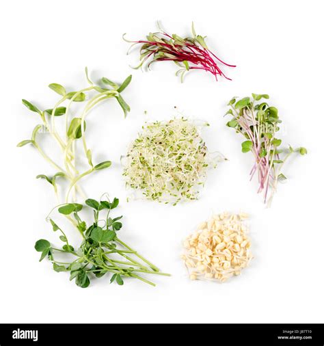 Different types of micro greens on white background. Healthy eating ...