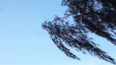 Cemara Laut or Casuarina Equisetifolia on the Edge of the Beach Whose Leaves Stock Video - Video ...