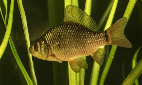 Crucian Carp Pictures - AZ Animals