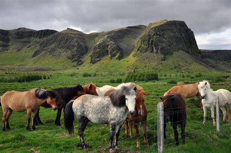 Many colours of Icelandic horse | Icelandic Language Blog