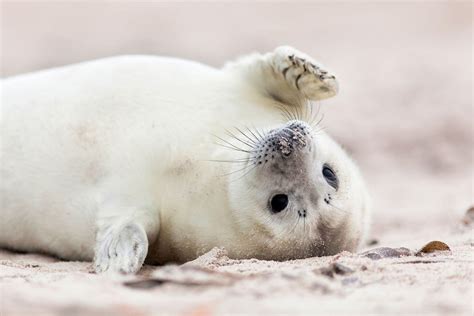 Cute Seals Wallpapers - Top Free Cute Seals Backgrounds - WallpaperAccess