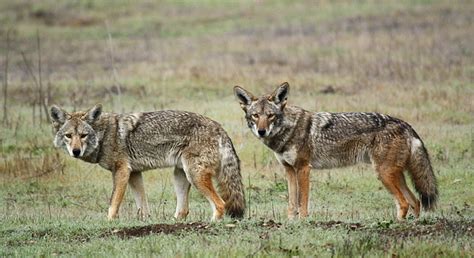 Coyote Pack (Part 1 of 5) | Flickr - Photo Sharing!