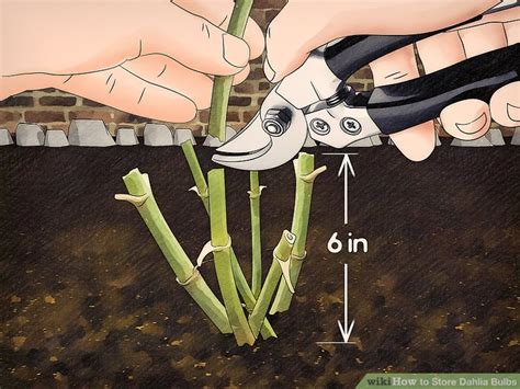 How to Store Dahlia Bulbs: 11 Steps (with Pictures) - wikiHow