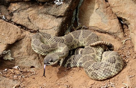 Western Rattlesnake - aka, Northern Pacific Rattlesnake - Nature ...