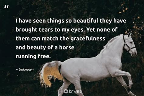 37 Horse Quotes & Sayings Inspiring Freedom and Companionship