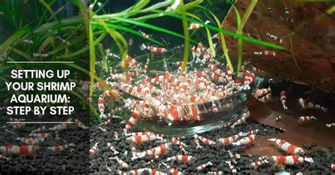 Shrimp Aquarium Setup and Shrimp Tank Mates | The Aquarium Adviser