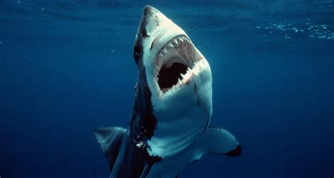 Great White - Great White Shark Photo (35107194) - Fanpop