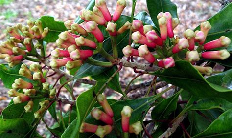 How to grow Cloves | Growing Clove plant in containers | Loung tree - Naturebring