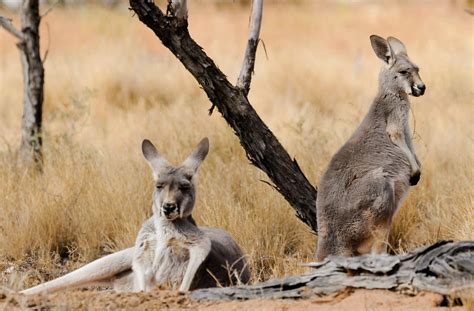 Lake Hillier - Australia's Physical Environments