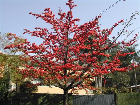 Orquidário OrquivivA: Paineira vermelha