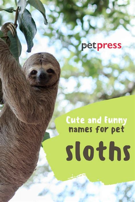 a slotty hanging from a tree branch with the words cute and funny names for pet sloths